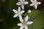 Golden eye saxifrage